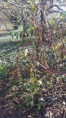 Phytolacca americana