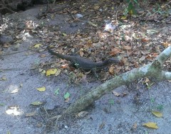 Varanus togianus