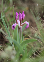 Iris glaucescens