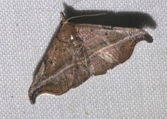 Corgatha ancistrodes