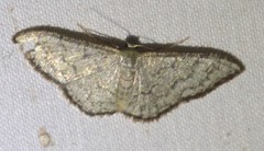 Idaea coercita
