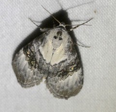 Acatapaustus leucospila