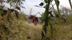 Oxystelma esculentum