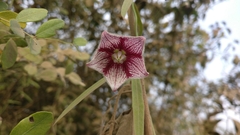 Oxystelma esculentum