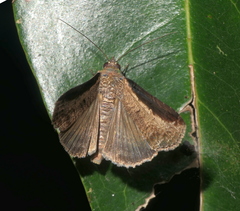 Lophoptera squammigera