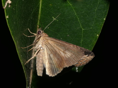 Lophoptera squammigera