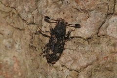 Eucorynus crassicornis
