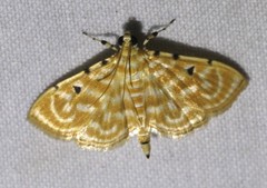 Notarcha aurolinealis