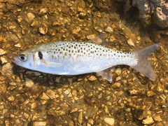 Dicentrarchus punctatus