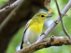 Yellow-Throated Vireo photo 3