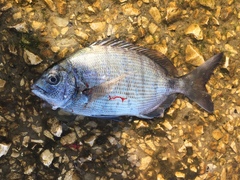 Diplodus