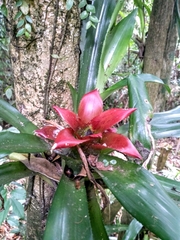 Nidularium amazonicum