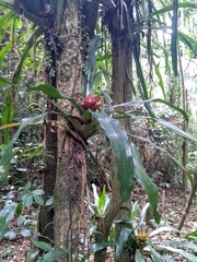 Nidularium amazonicum