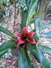 Nidularium amazonicum