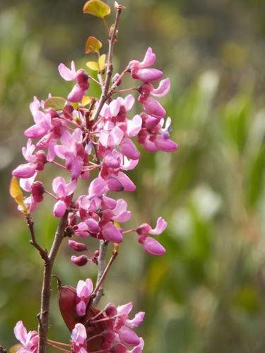 Cercis occidentalis