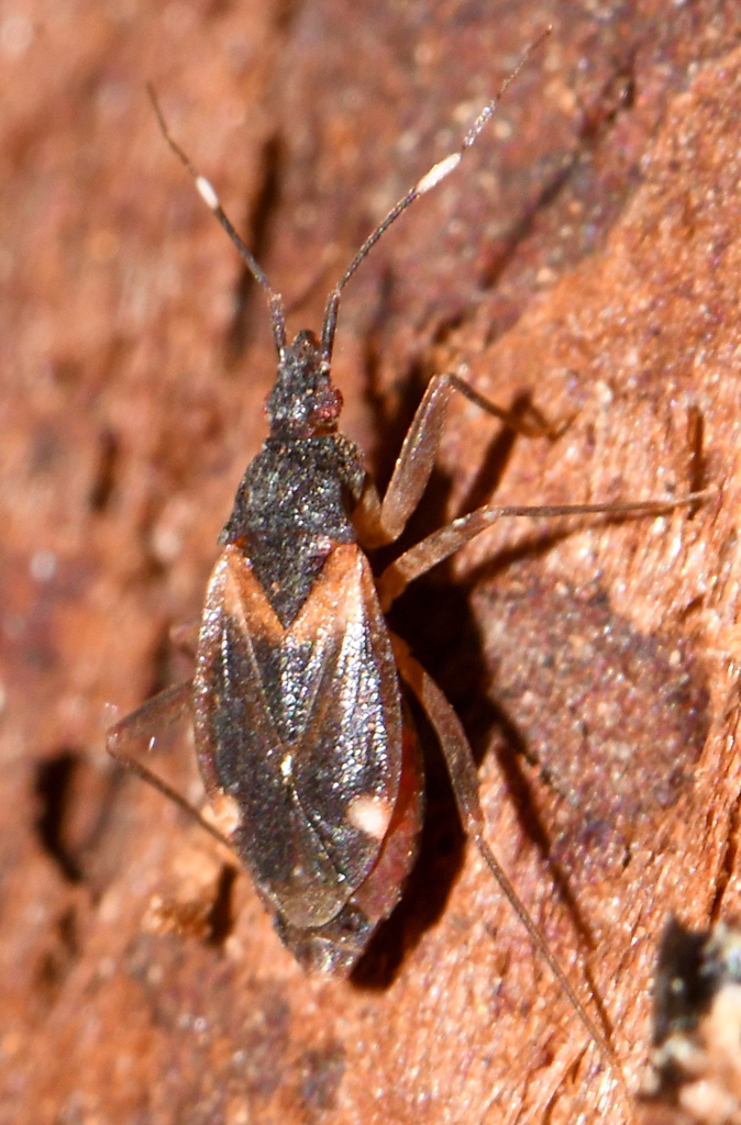 Fulvius oxycarenoides