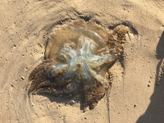 Catostylus tagi