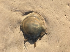Catostylus tagi