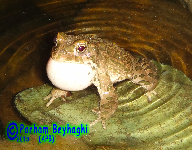 Variable toad from nowrooz park on september 4 2014 by parham beyhaghi
