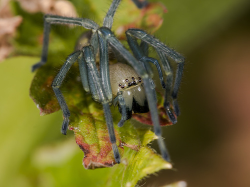 European Yellow Sac Spider