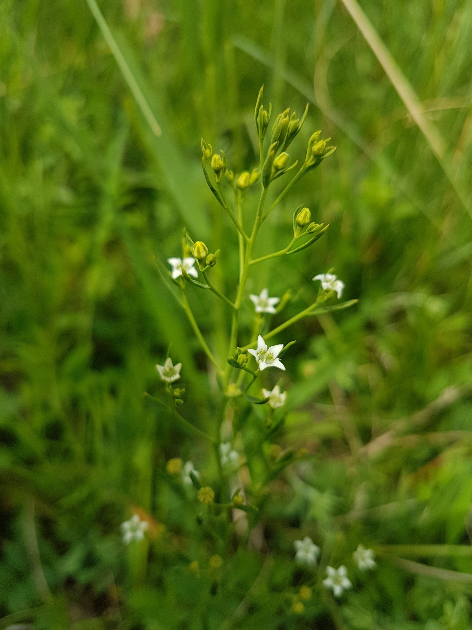 Thesium linophyllon