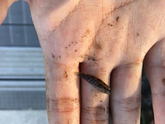Redigobius macrostoma