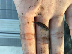 Redigobius macrostoma