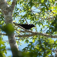 Corvus moneduloides