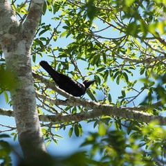 Corvus moneduloides