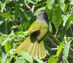 Telophorus sulfureopectus