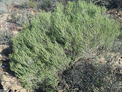 Aspalathus costulata
