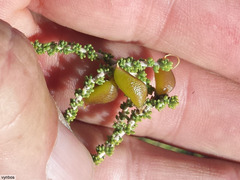 Aspalathus costulata