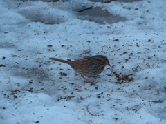 Melospiza melodia image