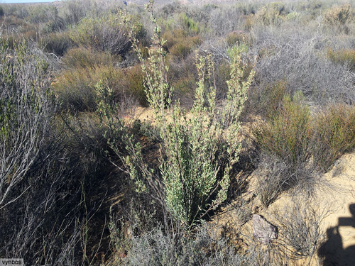 Othonna ramulosa
