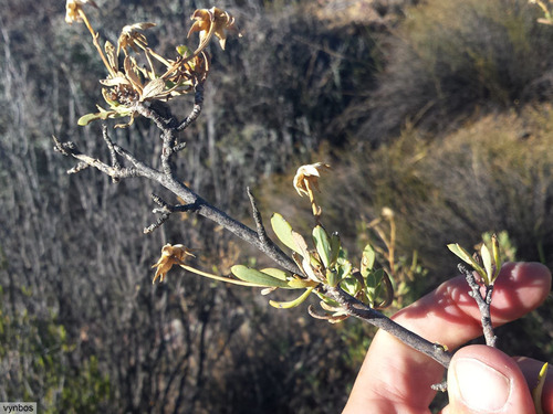 Othonna ramulosa