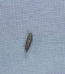 Otonoma anemois