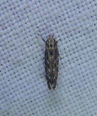 Otonoma anemois