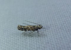 Otonoma anemois