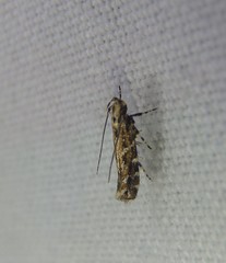 Otonoma anemois