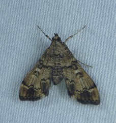 Nacoleia oncophragma
