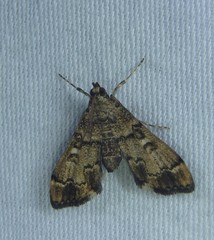 Nacoleia oncophragma
