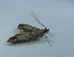 Nacoleia oncophragma