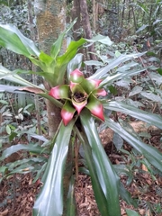 Nidularium innocentii