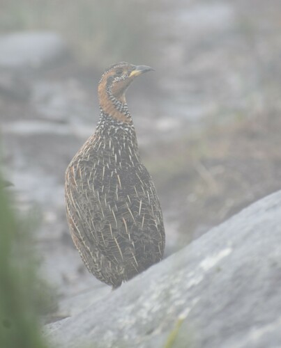 Red-winged Francolin (Scleroptila levaillantii), photo 4