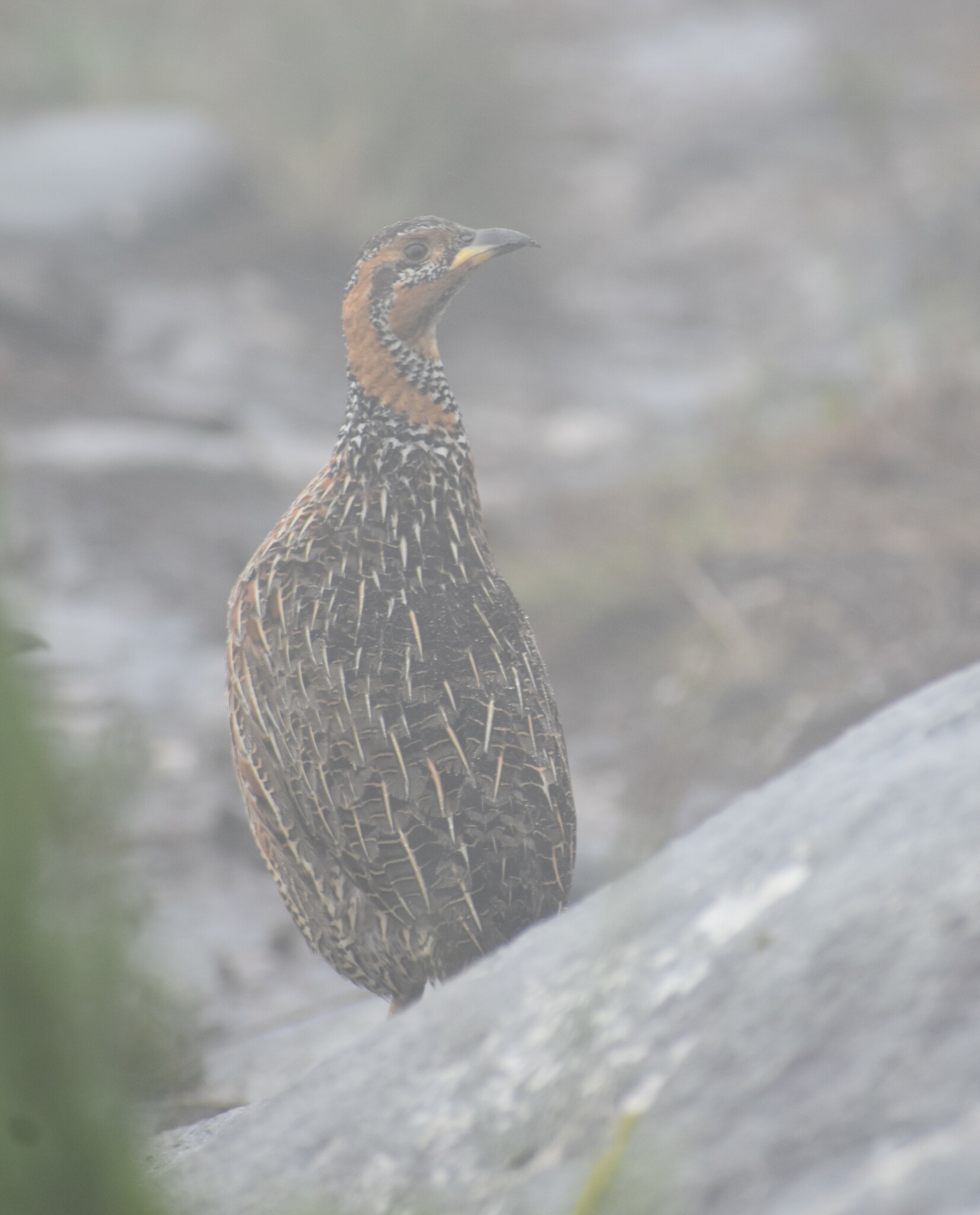 Red-winged Francolin (Scleroptila levaillantii), photo 5