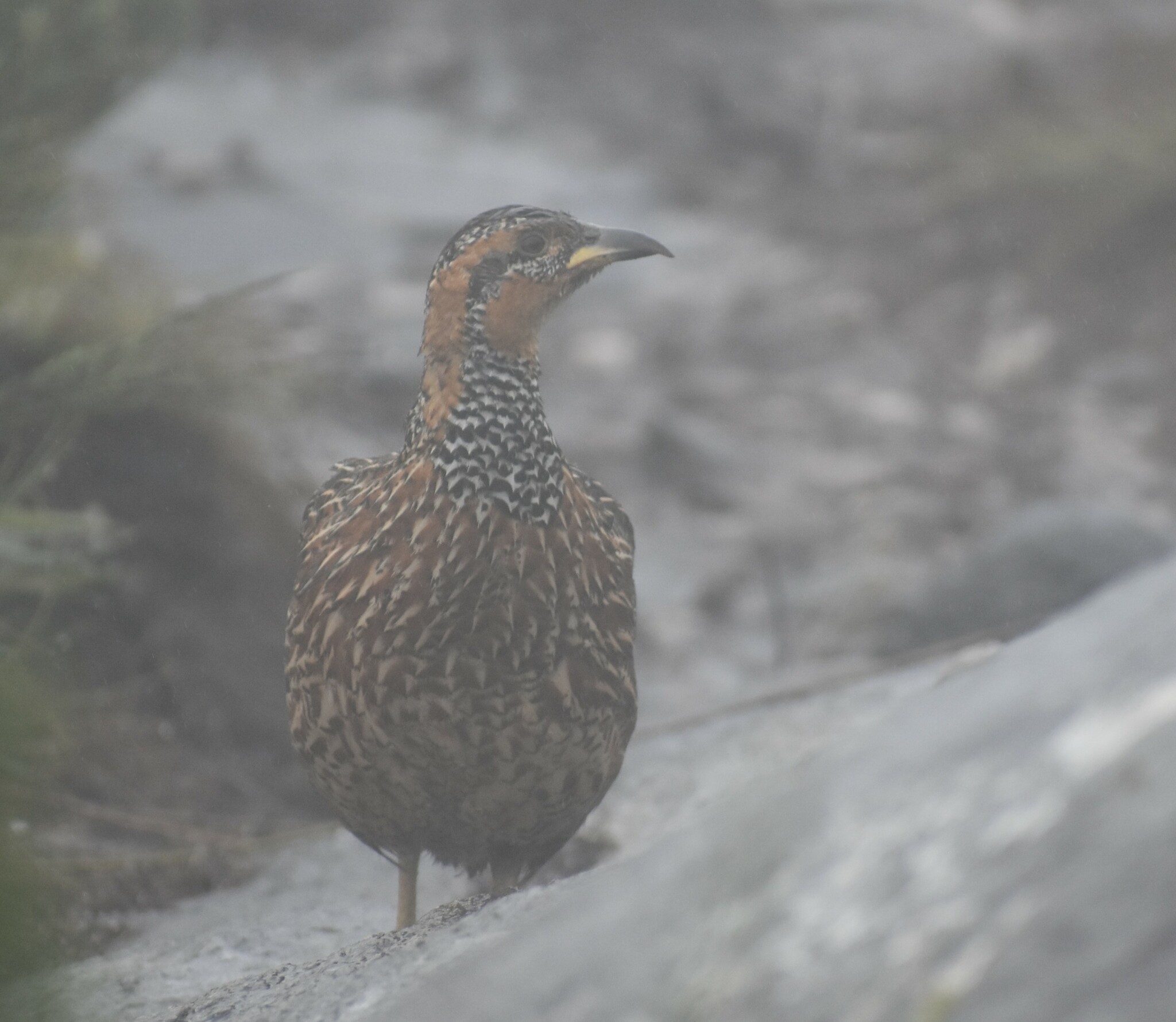 Red-winged Francolin (Scleroptila levaillantii), photo 4