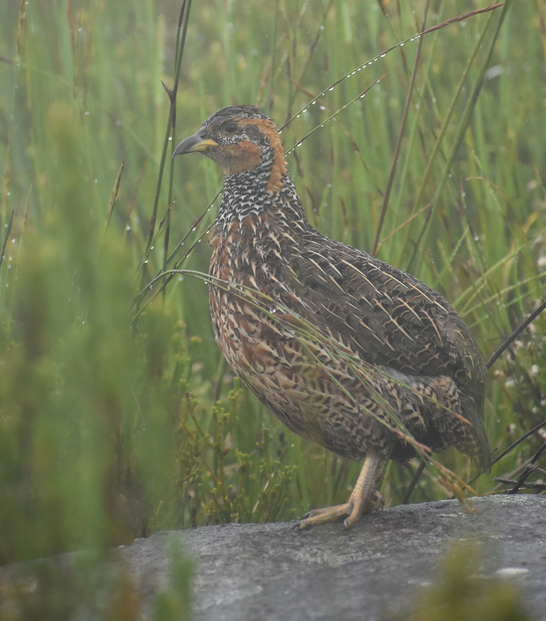 Red-winged Francolin (Scleroptila levaillantii), photo 7
