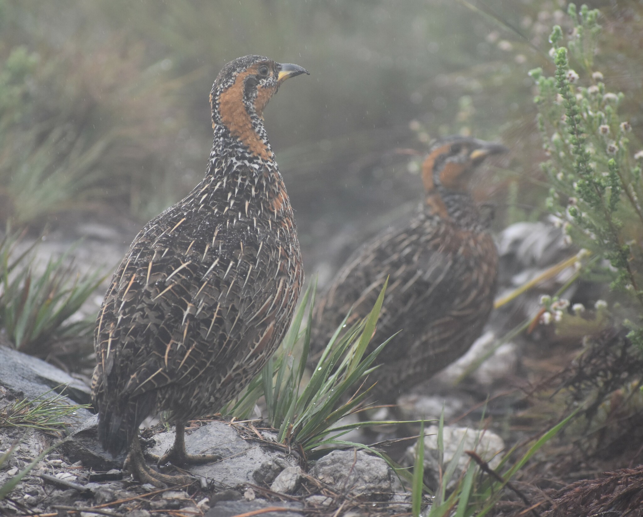 Red-winged Francolin (Scleroptila levaillantii), photo 6