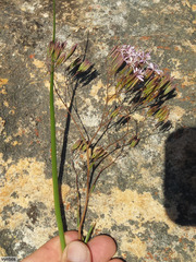 Corymbium laxum laxum