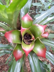 Nidularium innocentii